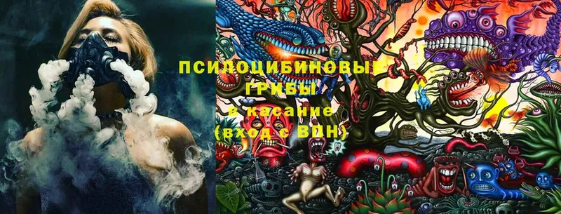 Псилоцибиновые грибы Psilocybine cubensis  Полысаево 